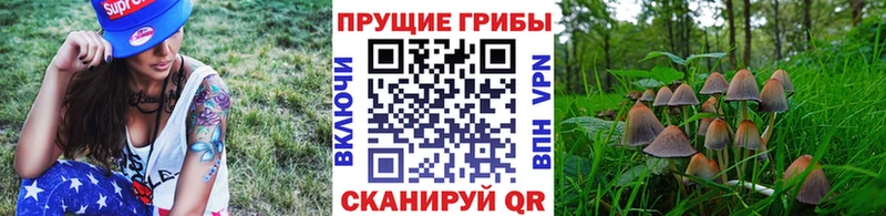 как найти   Кострома  Псилоцибиновые грибы Psilocybine cubensis 
